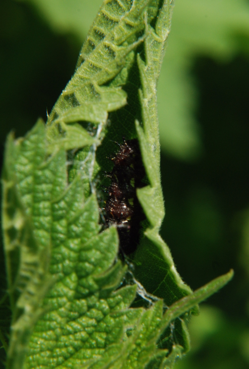 Larva nimphalidae su ortica - Vanessa atalanta